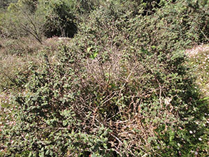 Pidurutalagala Mountain peak Flora
